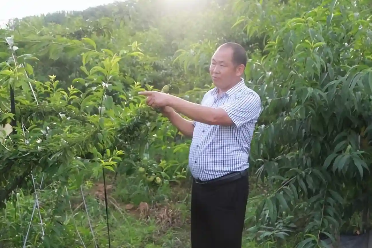 从水果经纪人到种植能手 二十年坚守只为一颗青脆李