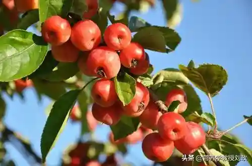 为土气的山楂翻案：切莫小瞧了它，它是冬季水果的上品