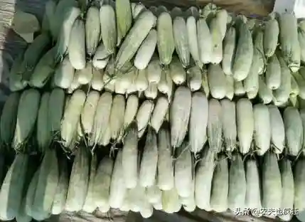 又一“网红水果”上市，瓜形似羊角，落地即碎，清脆爽口，是啥？