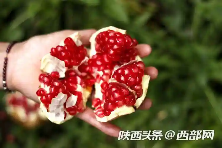 丝路飘香 石榴熟了！西安时令水果临潼石榴今天大推介