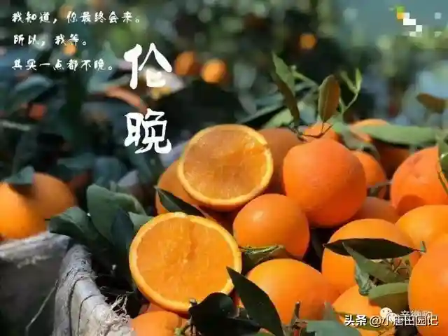 伦晚、血橙、金煌芒、贵妃芒等，近期最火的几种水果大盘点