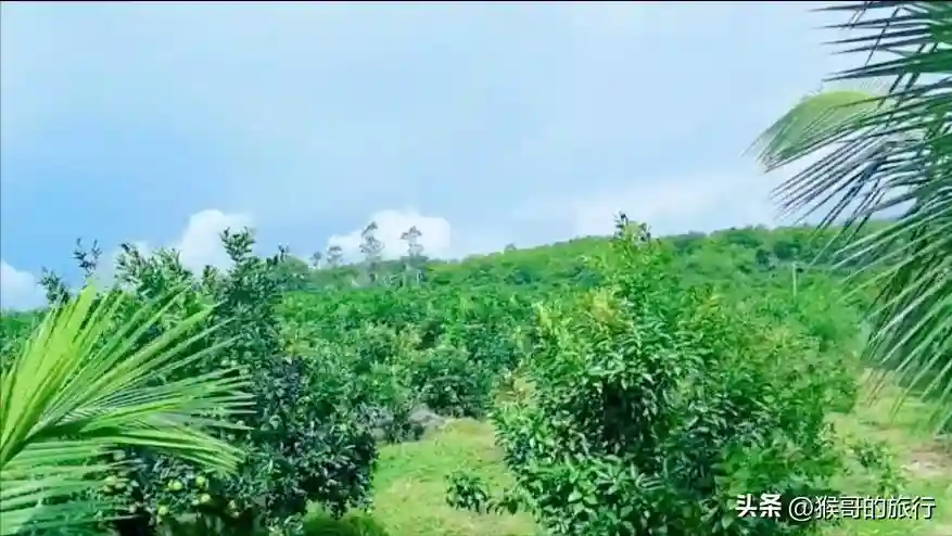 琼中绿橙，海南的地理标志性水果，十月正是成熟的季节