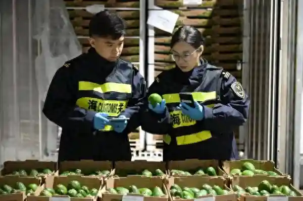 首批自钱凯港直航运输的秘鲁水果昨抵上海洋山港码头