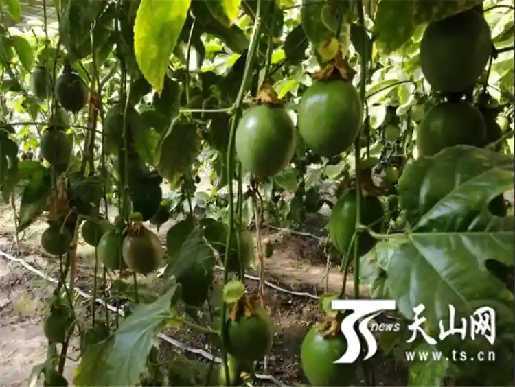 黄桃、枇杷、柚子……冰天雪地到新疆这些地方采摘南方水果吧