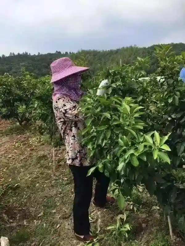 农民种植一种水果，亩产8千斤，一亩收入9万，明年还扩种
