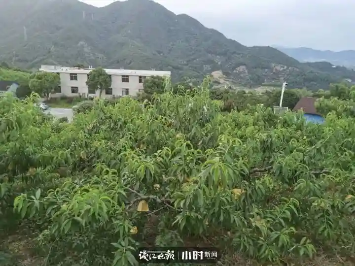 我为家乡水果代言⑳ | 桃花坞里寻蜜桃，发帖留言还有福利哦
