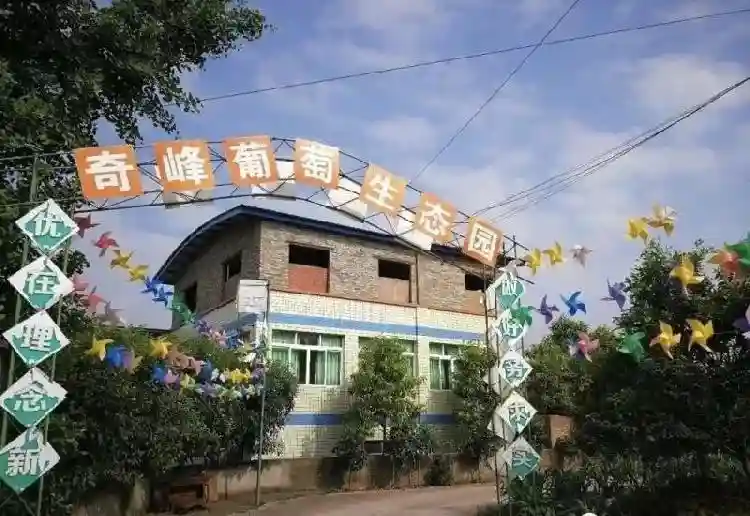 重庆夏季水果采摘指南出炉！葡萄、猕猴桃、龙眼、西瓜都熟啦