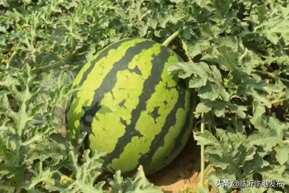 今年“最便宜”的水果横空出世，跌至3毛一斤，价格越低越难卖？