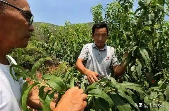 山西农民种植一种水果，甜度大产量高耐储存，每亩利润近万元
