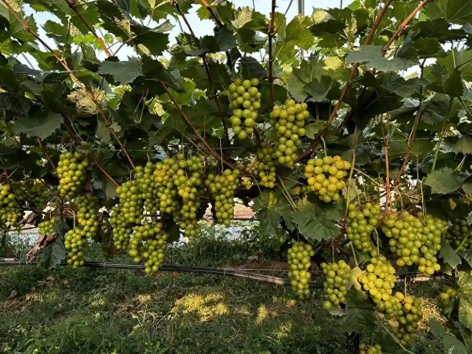临沂水果市场阳光玫瑰价格暴跌，昔日风光无限如今走下神坛