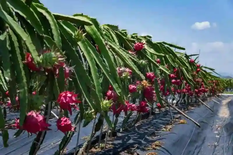 长达12个月供应期！探访海南果蔬原产地，深入真正的水果王国