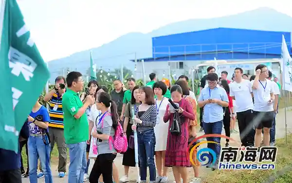 全国网媒探访东方“水果岛”火龙果种植基地 赞火龙果新鲜口感好