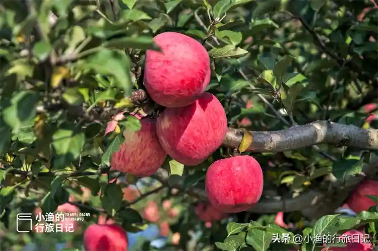 厉害了大陕西！全国水果类品牌价值的榜首，竟是陕西的洛川苹果