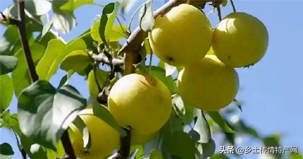 北京本地盛产什么水果，一年四季都有应季的，农家乐不愁不新鲜
