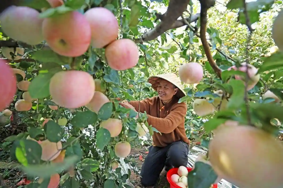 秋冬转换果市有何新变化？今年苹果产量情况如何？小众水果走俏？
