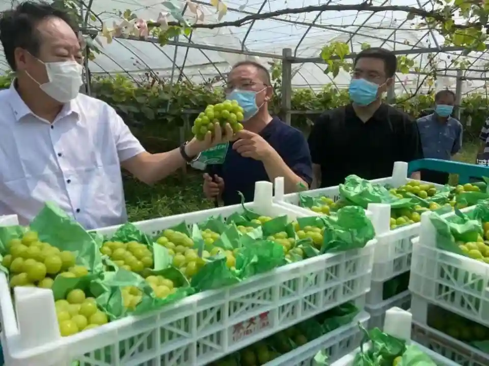 200多万斤水果如何变滞销为畅销，疫情折射出农产品两大流通堵点
