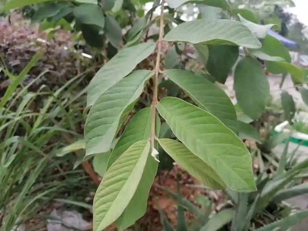 你以为番石榴只是一种常见水果？错！只能说你对它真的太不了解了
