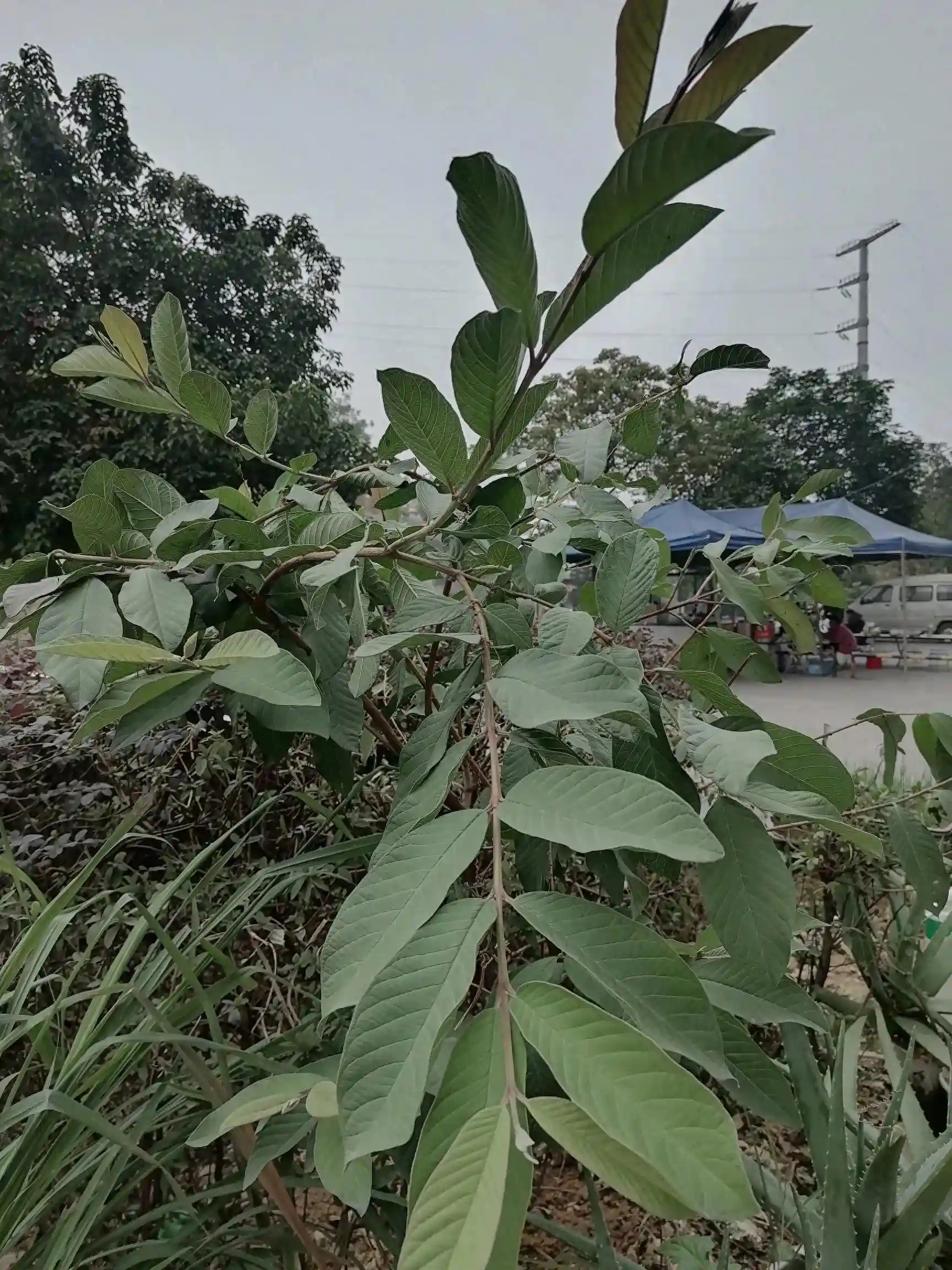 你以为番石榴只是一种常见水果？错！只能说你对它真的太不了解了