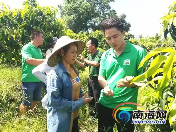 爱心助农！海南水果岛农业开发有限公司收购10万斤东方滞销芒果