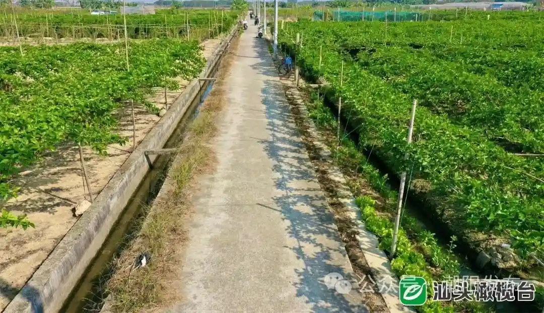 【上级媒体看潮阳】一年四季瓜果飘香！汕头这个镇水果年产量近10万吨
