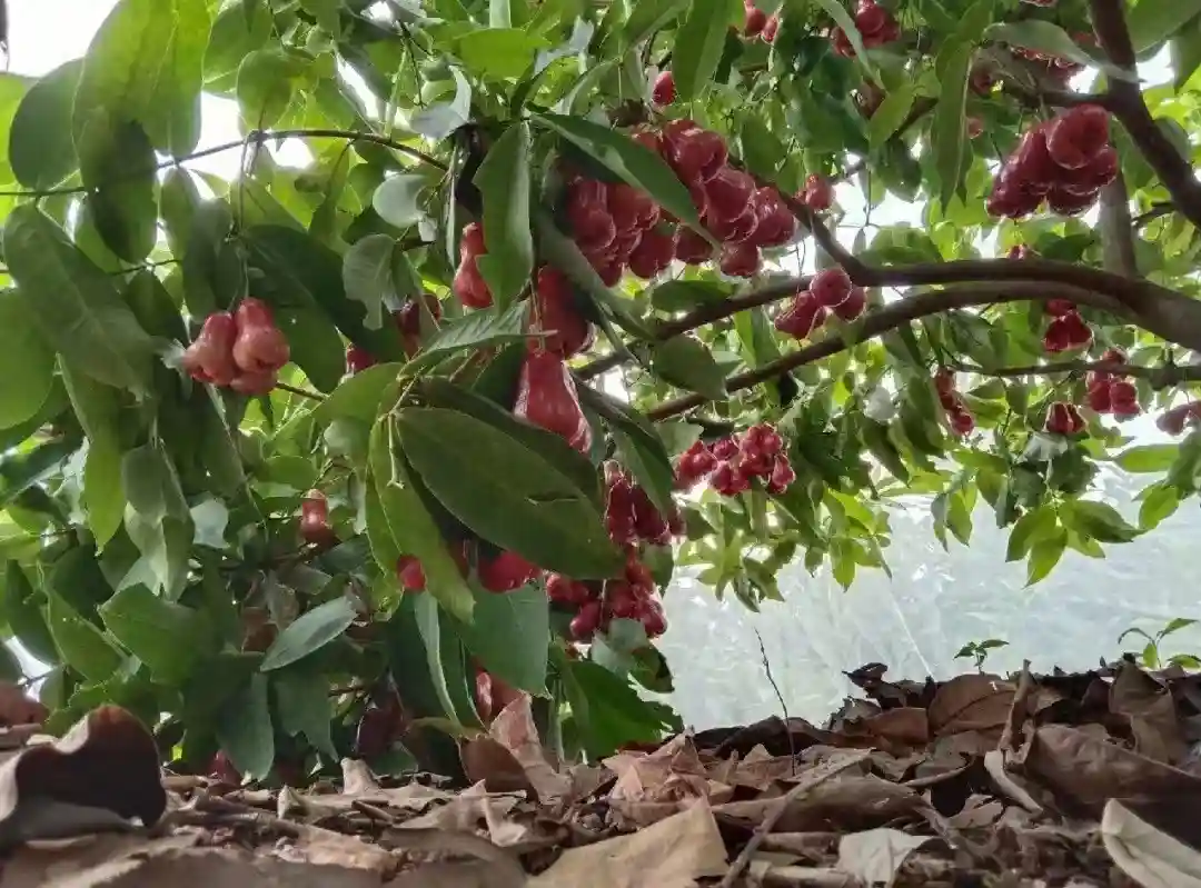 东北真鲜|香蕉莲雾番石榴竟是东北产——探访辽宁寒冬里的热带水果大棚