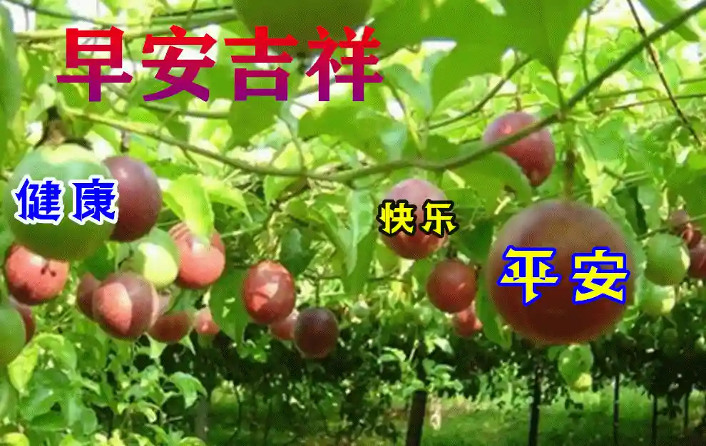 炎炎夏日早安动画水果图片带祝福语 创意唯美早安问候图片带字温馨