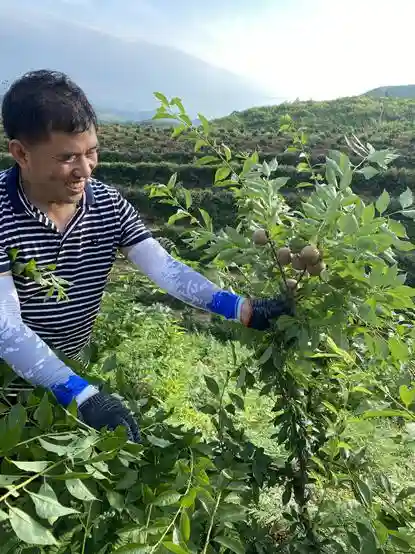 湖南道县周塘营村500箱三华李免费送 90后女企业家用水果构筑乡村振兴路