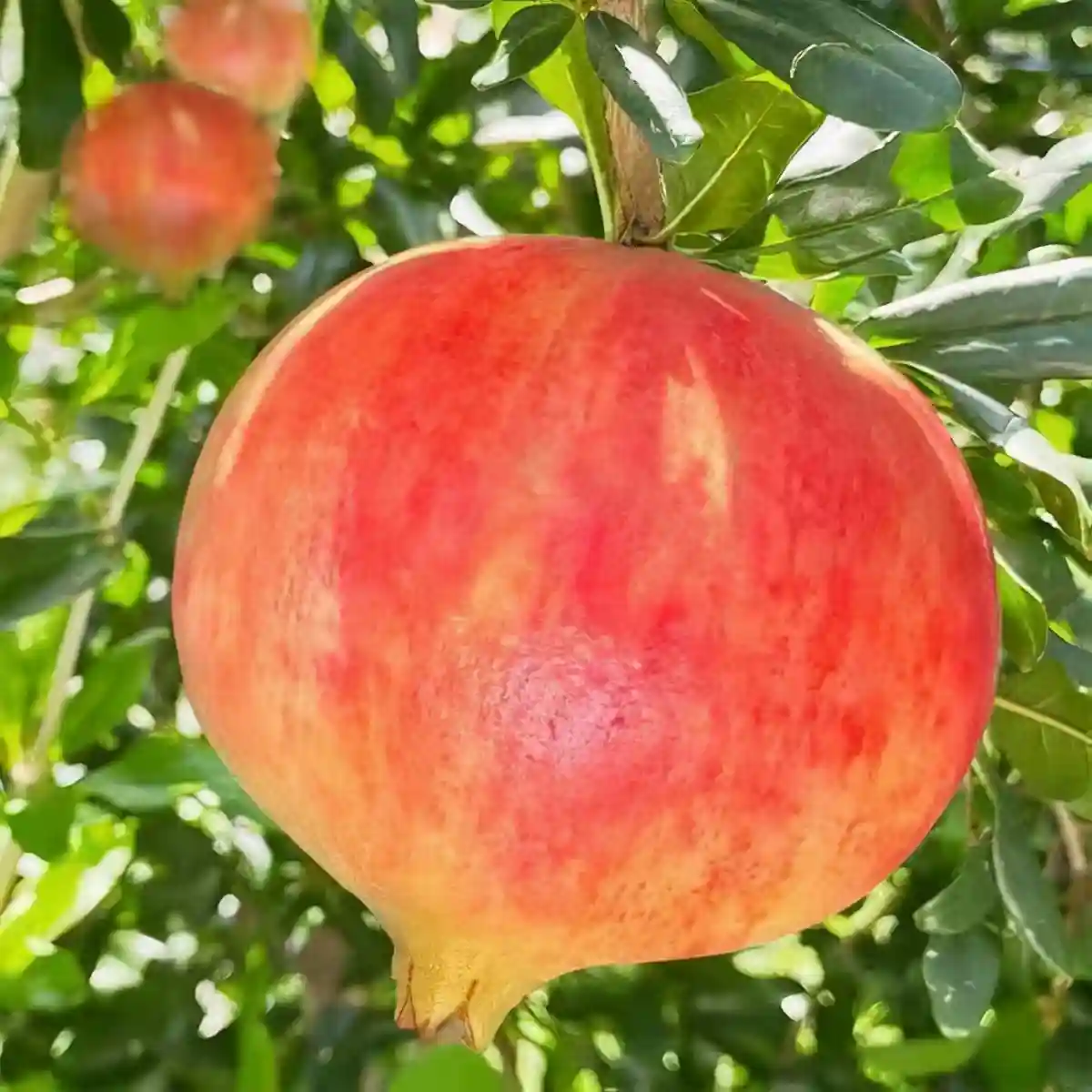 中秋节前，探访郑州水果市场：礼盒装石榴畅销，产地多为云南、四川等，价格较去年降一半